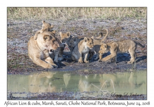 African Lion, female & cubs