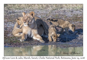 African Lion, female & cubs