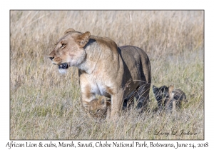 African Lion, female & cubs