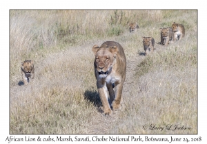 African Lion, female & cubs