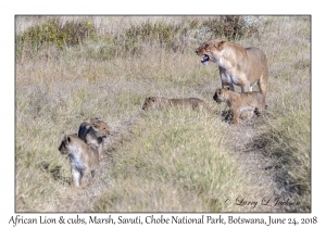 African Lion, female & cubs