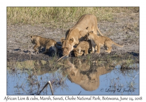 African Lion, female & cubs