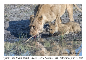 African Lion, female & cub