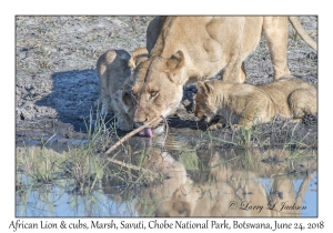 African Lion, female & cubs