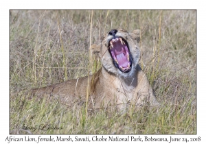 African Lion, female