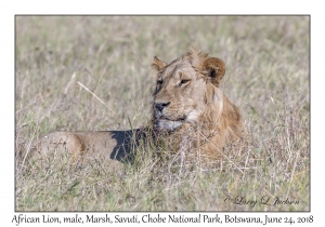 African Lion, male