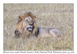 African Lion, male