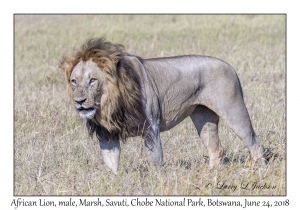 African Lion, male