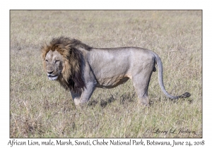 African Lion, male