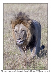 African Lion, male