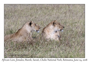 African Lion, females