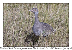 Northern Black Korhaan, female