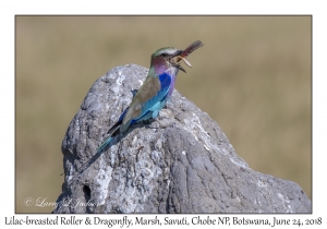 Lilac-breasted Roller