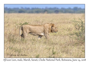 African Lion, male