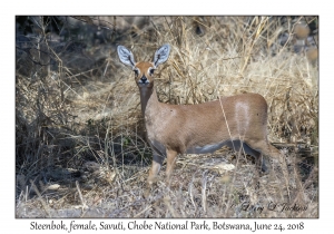 Steenbok, female