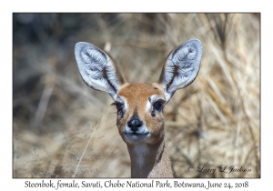 Steenbok, female