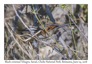 Black-crowned Tchagra