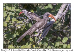 Bradfield's & Red-billed Hornbills