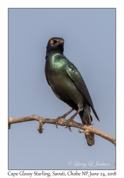 Cape Glossy Starling