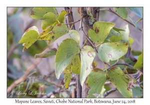 Mopane Leaves