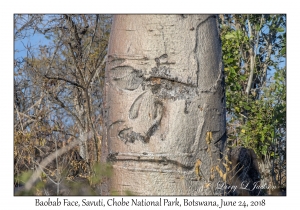 Baobab Face