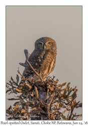 Pearl-spotted Owlet