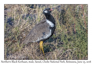 Northern Black Korhaan, male