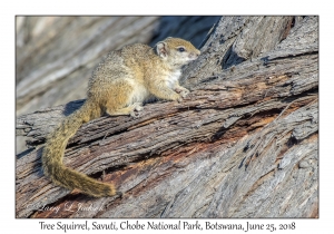 Tree Squirrel