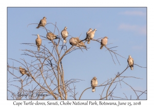 Cape Turtle-doves