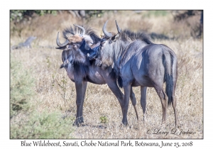 Blue Wildebeest