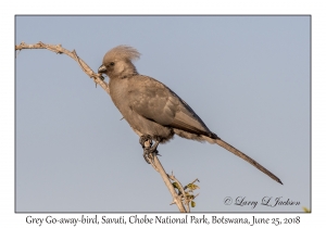 Grey Go-away-bird