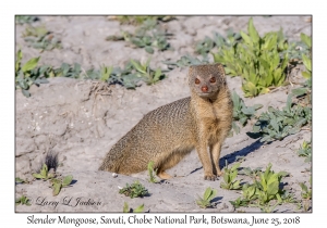 Slender Mongoose