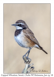 Capped Wheatear