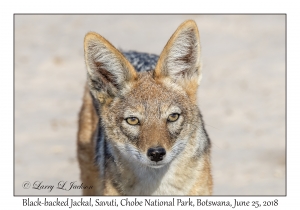 Black-backed Jackal