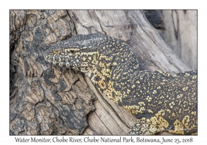 Water Monitor