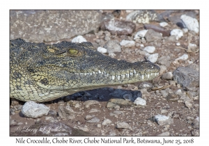 Nile Crocodile