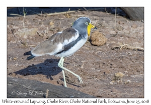 White-crowned Lapwing