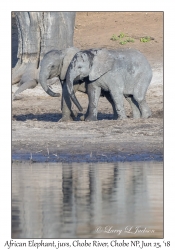 African Elephants