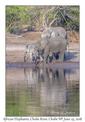 African Elephants