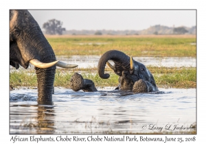 African Elephants