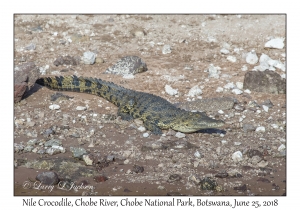 Nile Crocodile