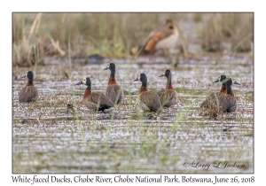 White-faced Ducks