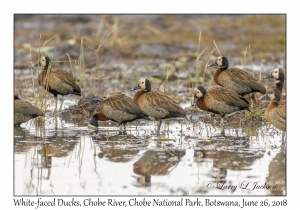 White-faced Ducks