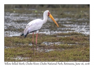 Yellow-billed Stork