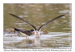 African Skimmers