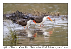 African Skimmers