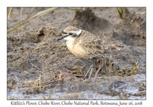 Kittlitz's Plover