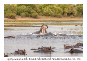 Hippopotamus