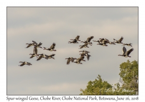 Spur-winged Geese