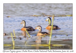 African Pygmy-geese